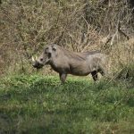 Foto Antílope Sudáfrica