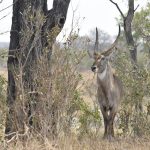 Viajes de Judith. Sudáfrica, antílope