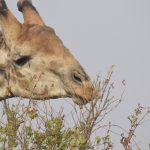 Jirafa comiendo, Sudáfrica
