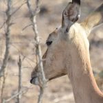 Foto Antílope Sudáfrica