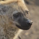 Viajes de Judith. Sudáfrica, retrato Hiena