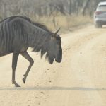 Viajes de Judith. Sudáfrica ñu
