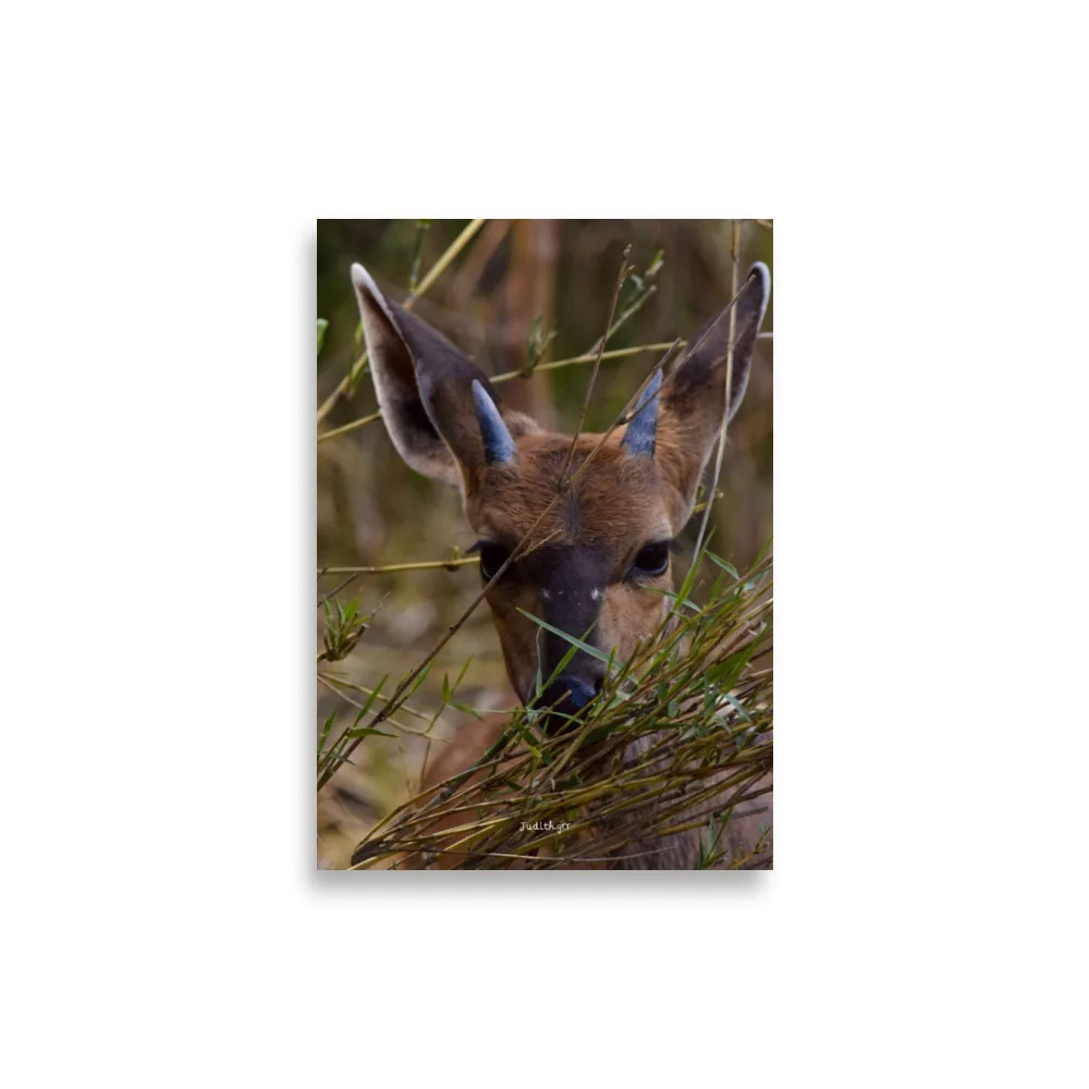 Póster Mate Retrato Bushbuck - Imagen 2