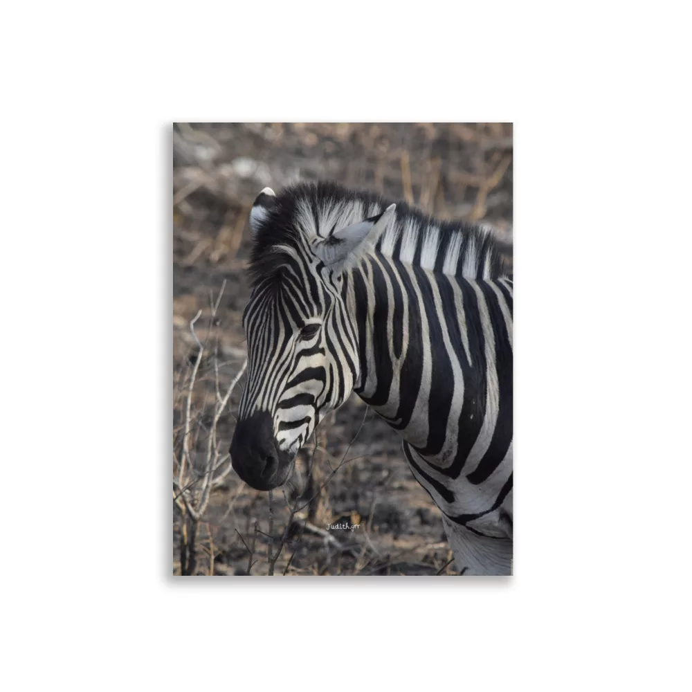Póster Mate Retrato de Cebra - Imagen 5