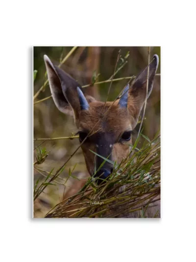 Póster Mate Retrato Bushbuck