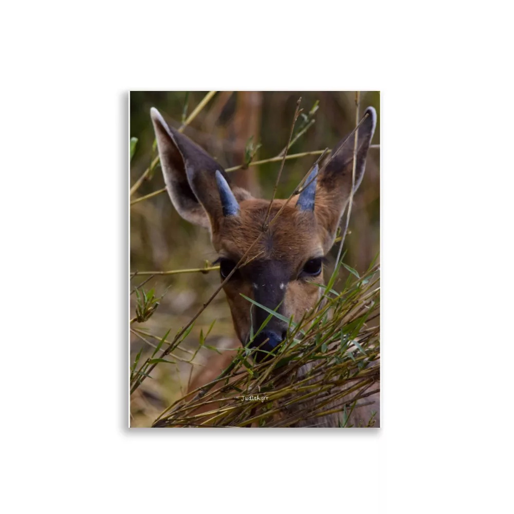 Póster Mate Retrato Bushbuck