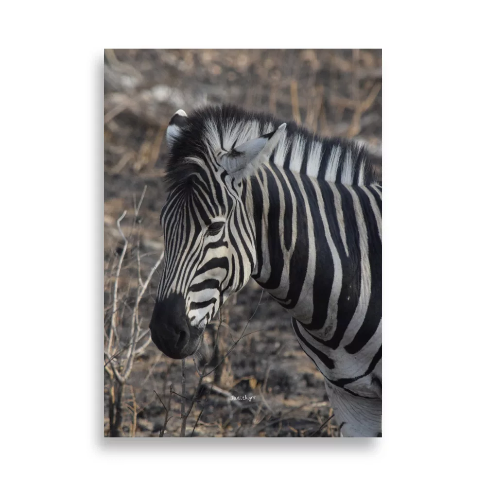 Póster Mate Retrato de Cebra - Imagen 6