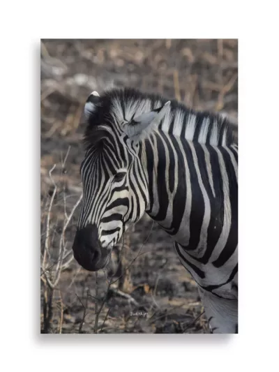 Póster Mate Retrato de Cebra