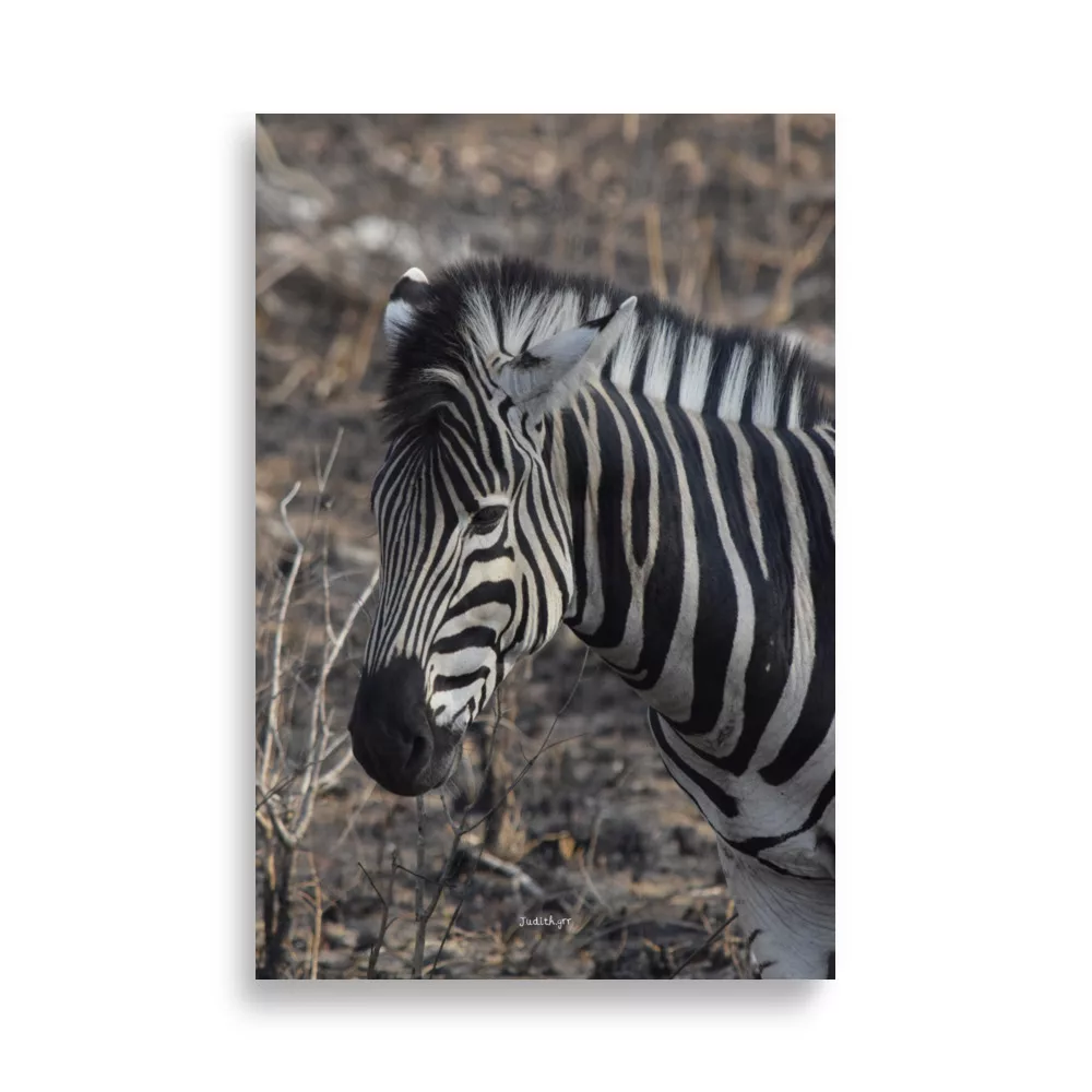 Póster Mate Retrato de Cebra