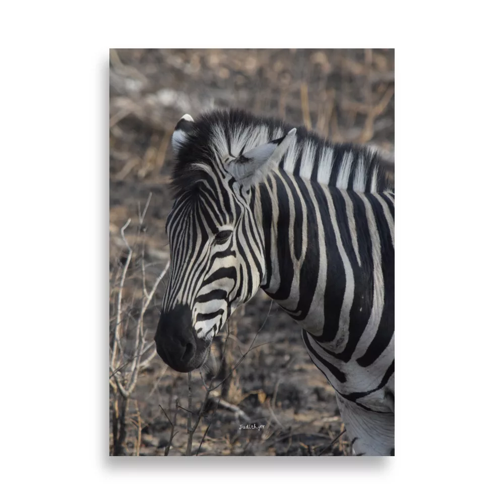 Póster Mate Retrato de Cebra - Imagen 7