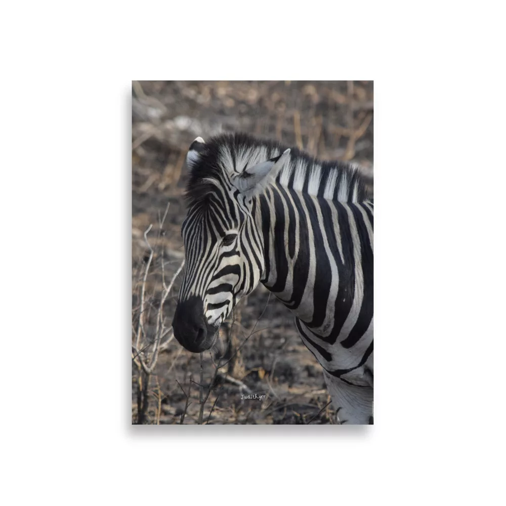 Póster Mate Retrato de Cebra - Imagen 2