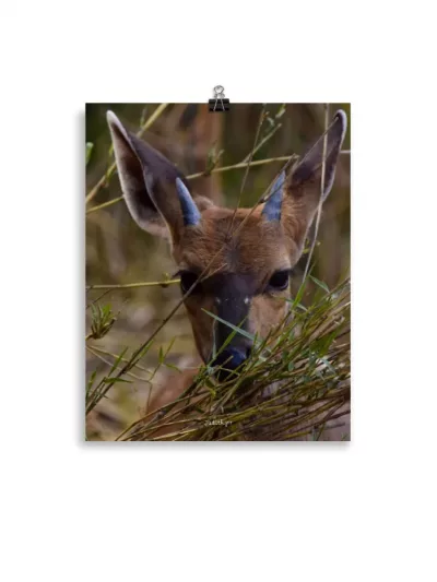 Póster Mate Retrato Bushbuck