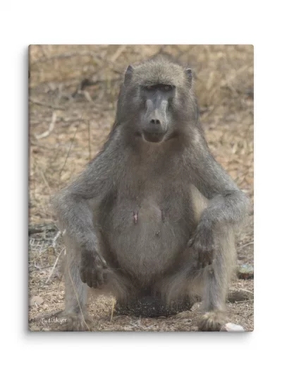 Lienzo impreso Babuino