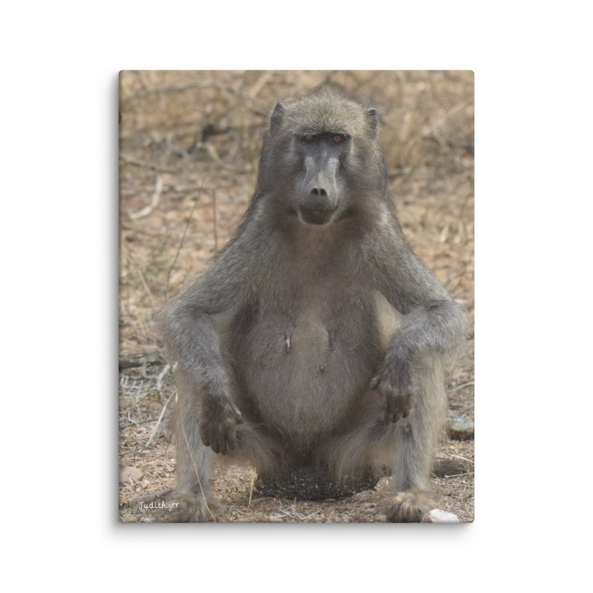 Lienzo impreso Babuino