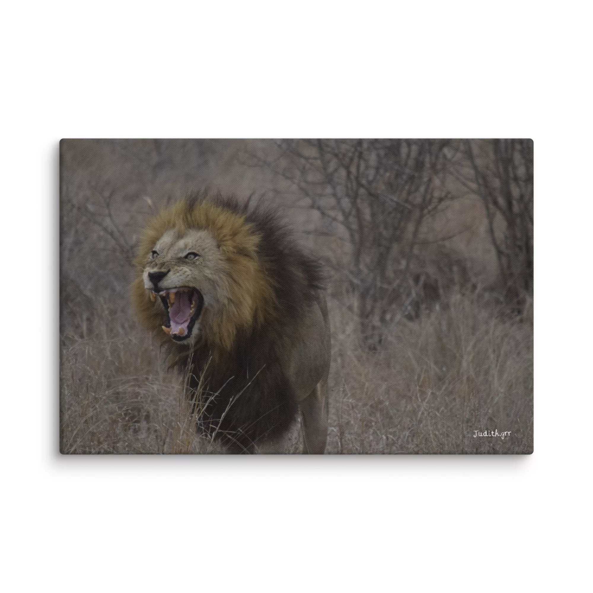 Lienzo León Bostezando - Imagen 2