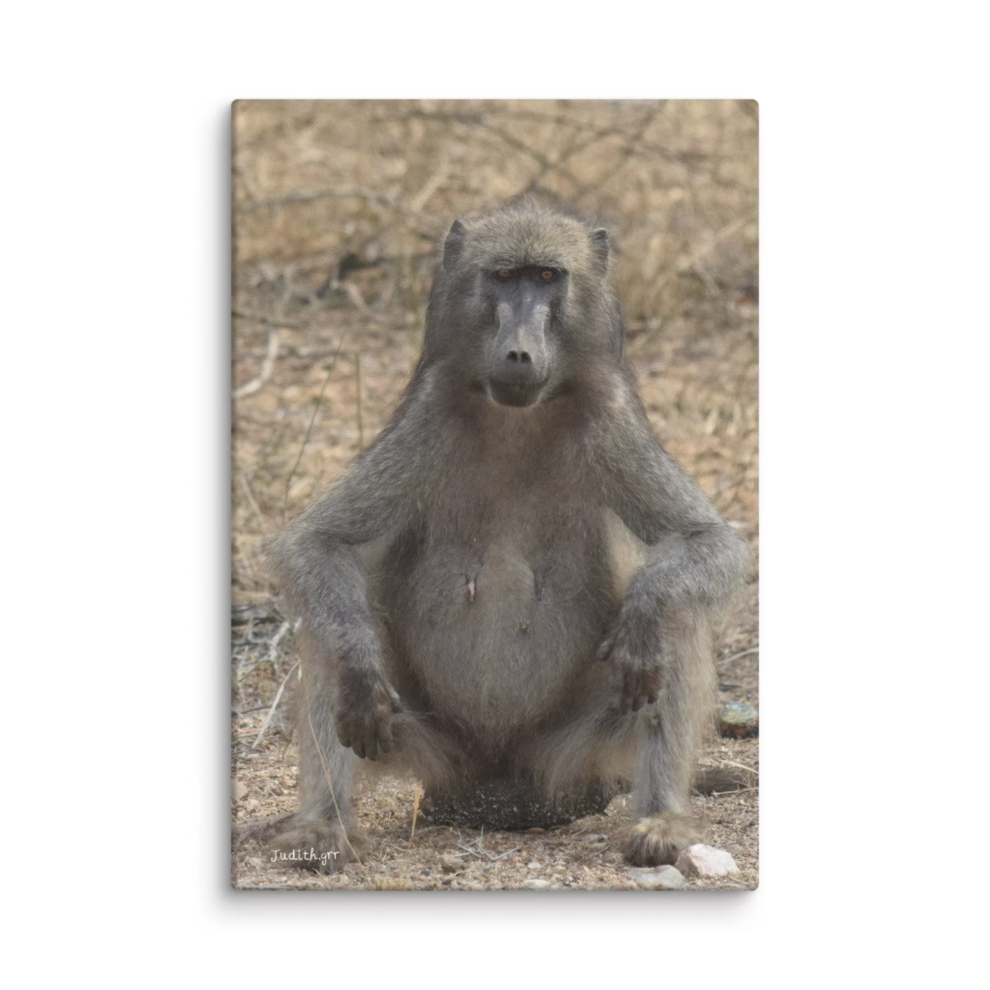 Lienzo impreso Babuino - Imagen 3