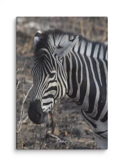 lienzo fotográfico de cebra