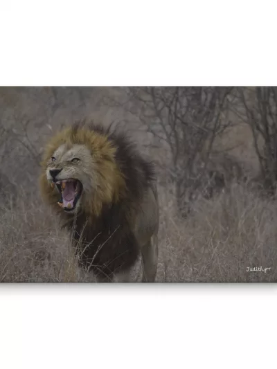 Lienzo León Bostezando