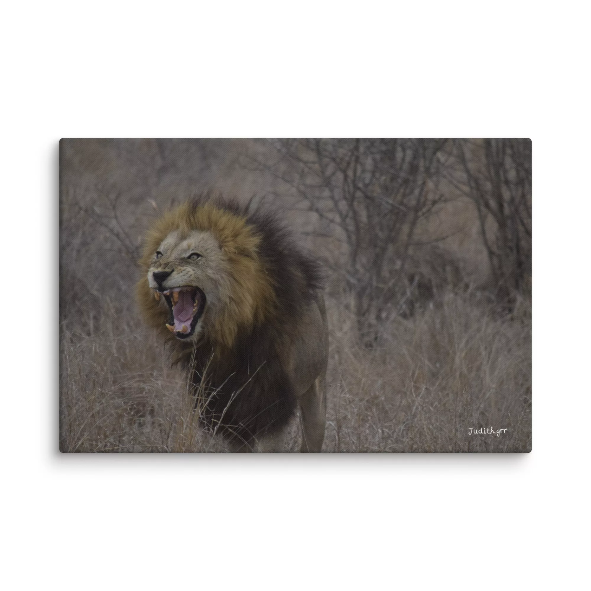 Lienzo León Bostezando